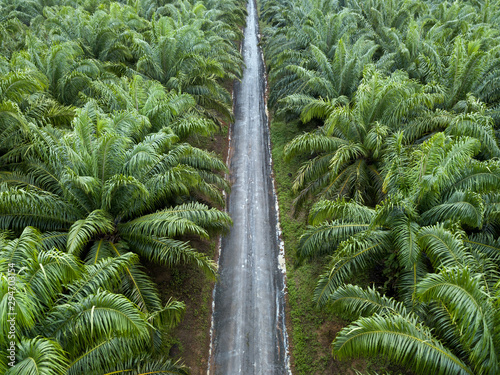 Oil palm plantation photo