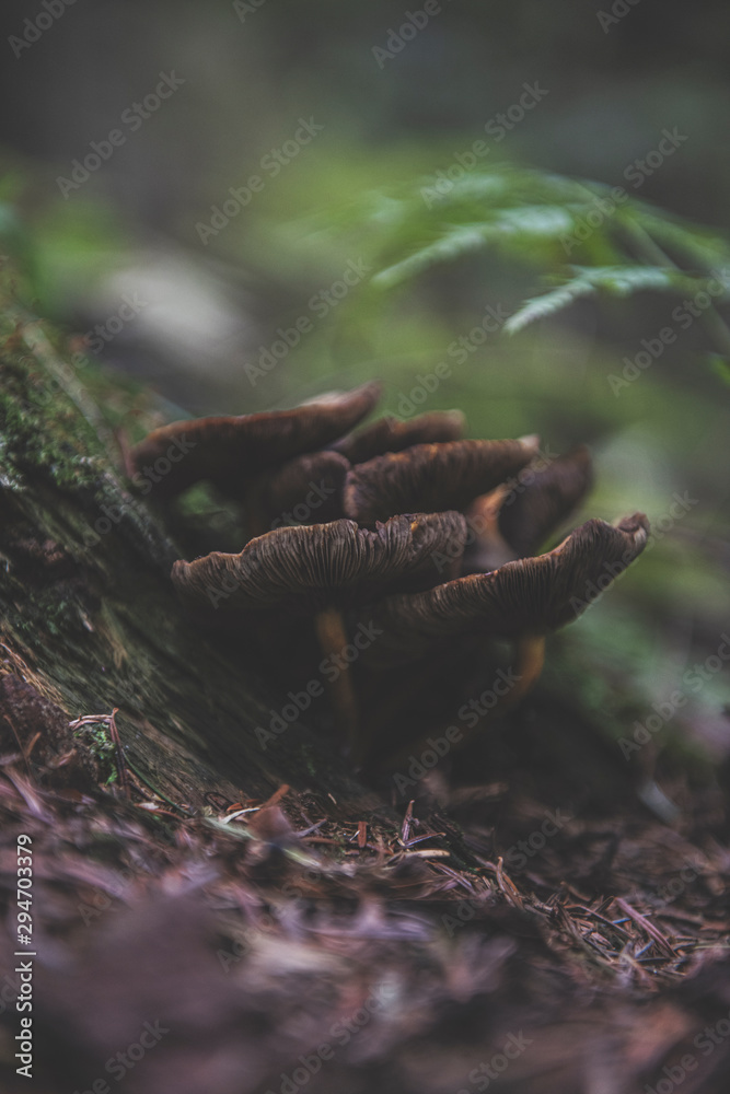 Obraz premium mushroom in the forest