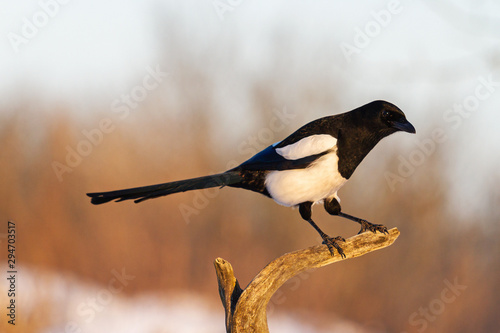 magpie sits on a branch on a sunny winter morning photo