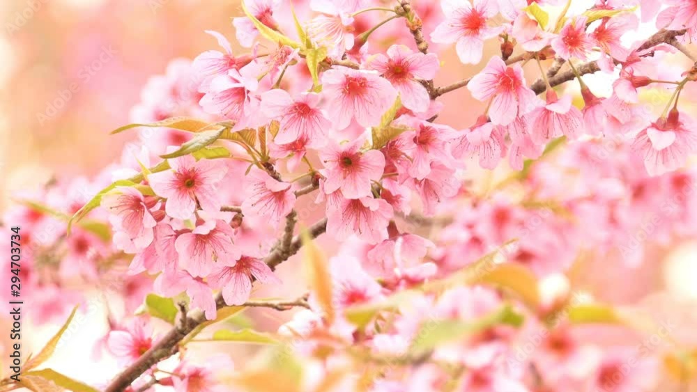 Beautiful Wild Himalayan Cherry Blossoms (Prunus cerasoides) in Thailand, Pink flowers of Sakura on the high mountains , selective focus Beautiful Wild Himalayan Cherry Blossoms (Prunus cerasoides) in Thailand, Pink flowers of Sakura on the high mountains , selective focus