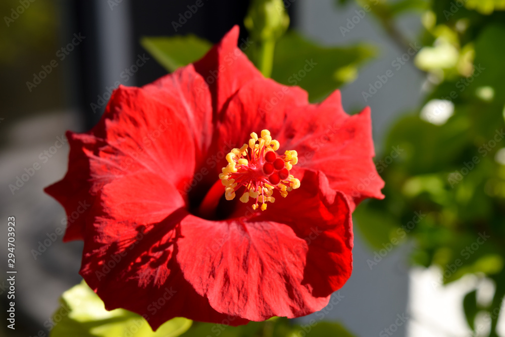 Red hibiscus flower in garden