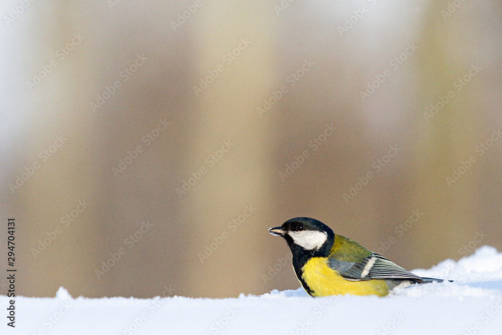 tit sits in the snow in a forest glade tit sits in the snow in a forest glade