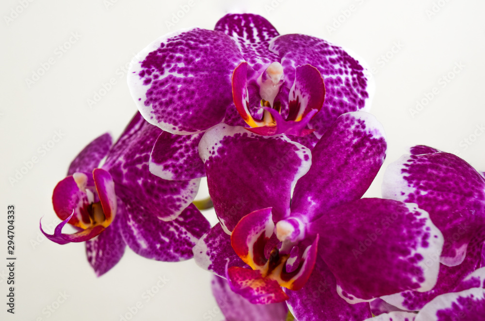 Fototapeta premium pink Phalaenopsis in front of white background