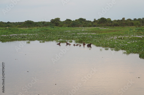 Landscape on the banks of the Pixaim River in the Pantanal, Mato Grosso, Brazil