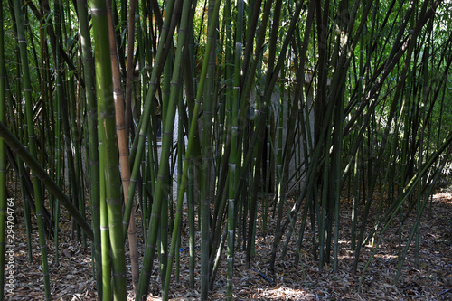 A small house is visible through the bamboo thicket. Long, green bamboo grows very densely.