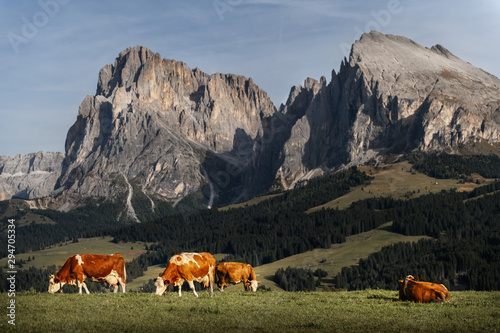 herd of cow grazing on green field with fresh grass under blue peaceful sky in Dolomites