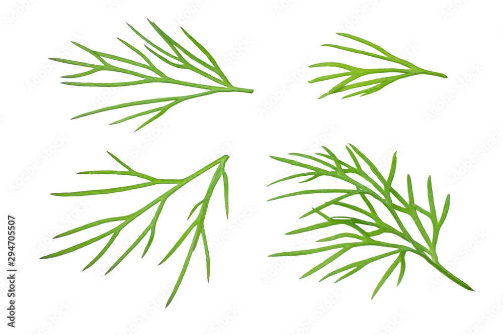 fresh dill isolated on white background. top view