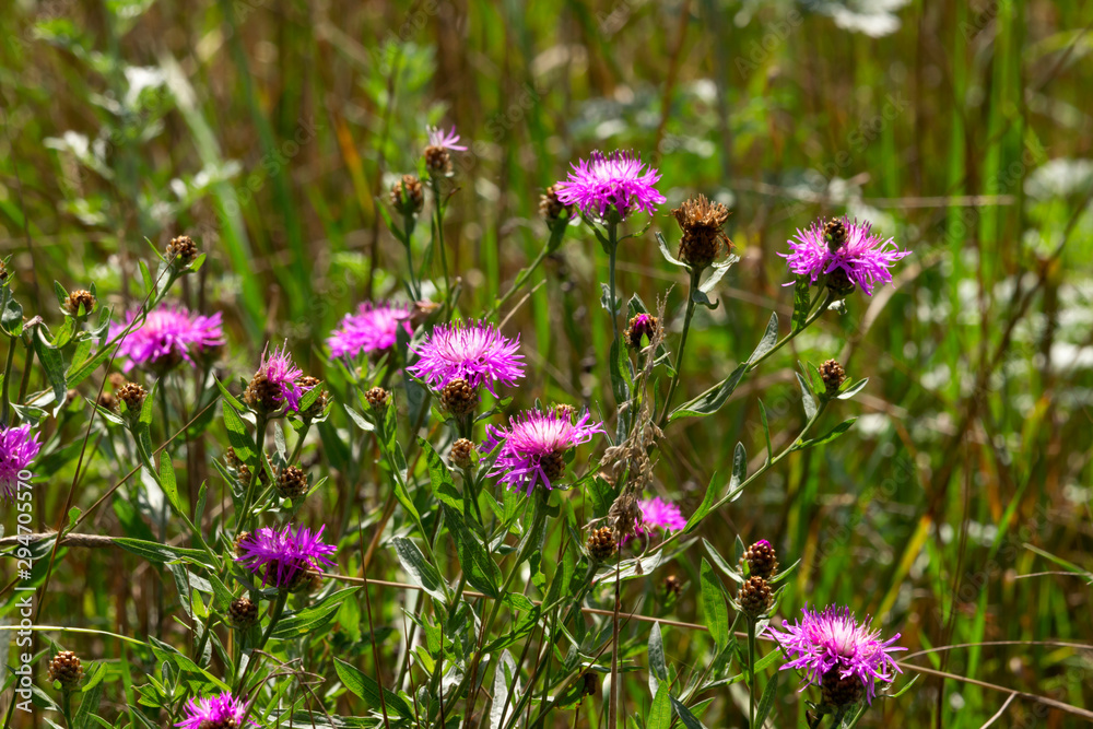 Small, colorful flowers in the grass. Small, colorful flowers in the grass.