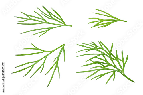 fresh dill isolated on white background. top view