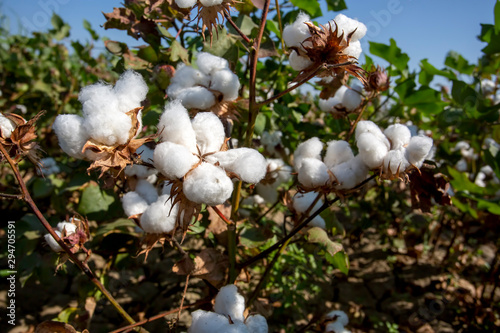 Cotton fiel, Izmir / Turkey