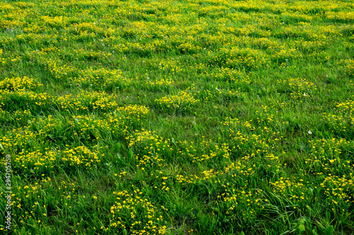 Small, colorful flowers in the grass.