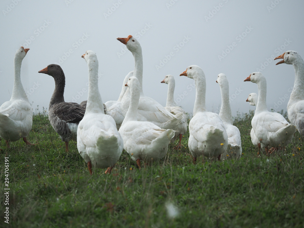 White geese graze in the green grass White geese graze in the green grass