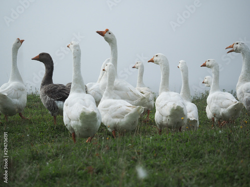White geese graze in the green grass