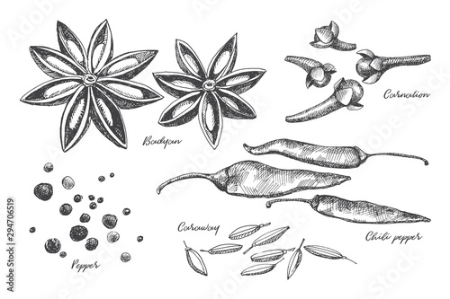 Hand drawn set of spices for cooking. Spicy spices: cloves, pepper, star anise and cardamom on a light isolated background. Organic food concept. Vector illustration.