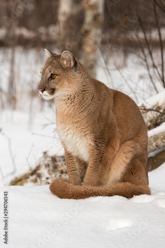 Adult Female Cougar (Puma concolor) Stares Left Intently in Snow Winter