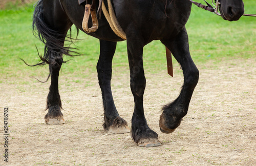 Horse leg close up shot.
