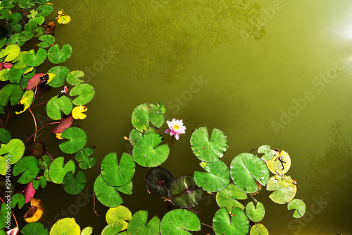 In the natural environment in the swamp grows a pink water lily, lily. Beautiful, natural frame.