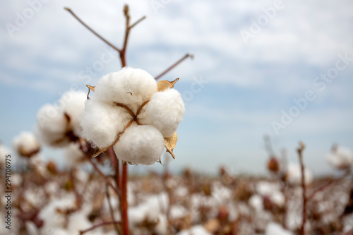 Cotton fiel, Izmir / Turkey