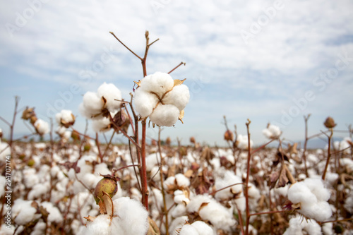 Cotton fiel, Izmir / Turkey