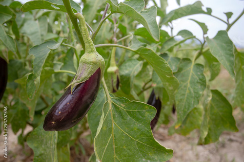 Fresh eggplant field
