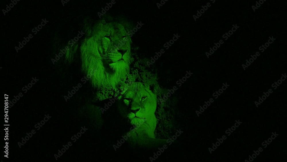 Nightvision Lion And Lioness In Dark Cave Nightvision Lion And Lioness In Dark Cave