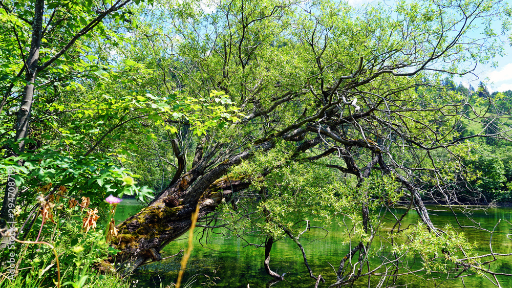 Fototapeta premium Baumstamm am Bersee