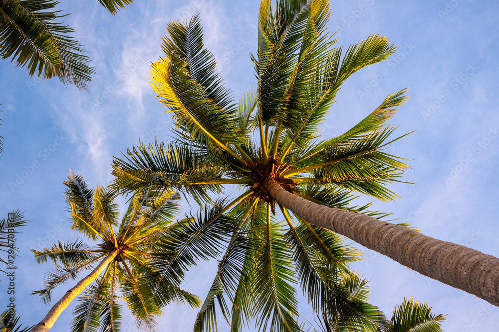 Tropical palm tree branch on blue sky background. Coco palm tree crown banner template. Summer travel destination Tropical palm tree branch on blue sky background. Coco palm tree crown banner template. Summer travel destination