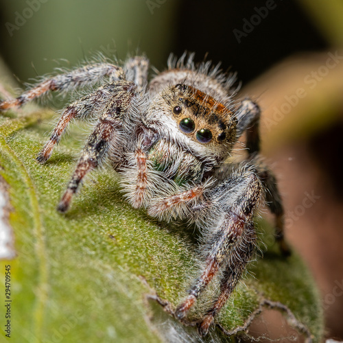 Face to face with a jumping spider