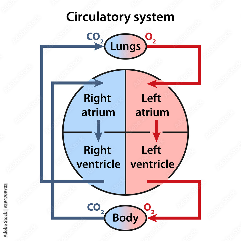 Diagram of human circulatory system Vector illustration in flat style Biology Diagrams