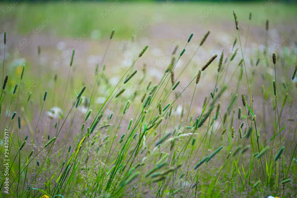Fototapeta premium wild hay