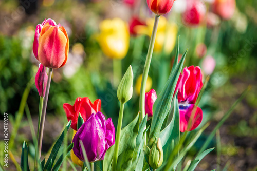 tulips in the garden, tulips spring flower