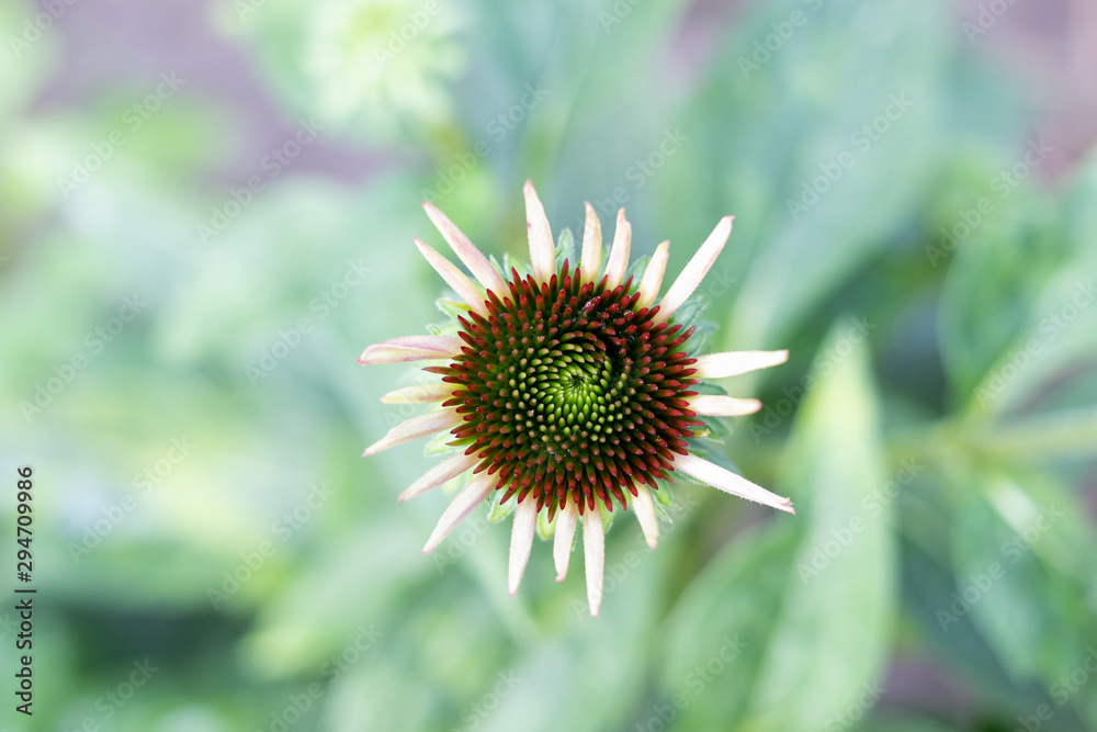 Abstract background with blooming echinacea purpurea flower in t Abstract background with blooming echinacea purpurea flower in t