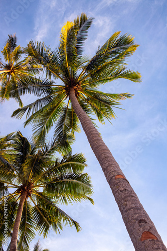 Tropical palm tree branch on blue sky background  vertical photo  Summer travel destination. Social media cover image.