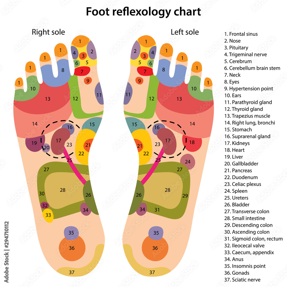 Foot reflexology chart with description of the corresponding internal and  body parts. Acupuncture points on the foot. Vector illustration over white  background. Stock-Vektorgrafik | Adobe Stock