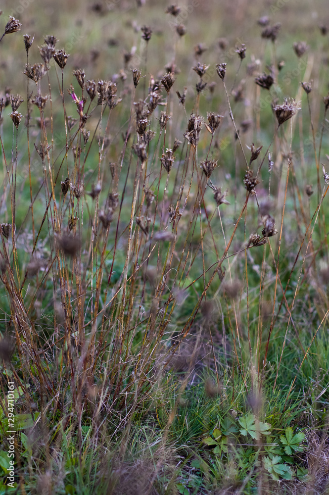 Autumn flowers and grasses. Dry autumn plants