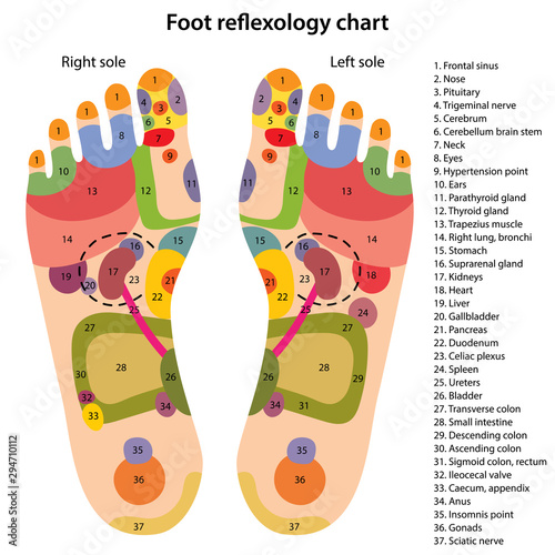 Foot reflexology chart with description of the corresponding internal and body parts. Acupuncture points on the foot. Vector illustration over white background. photo