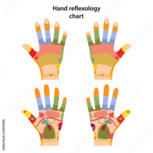 Hand reflexology chart. Palm and dorsal side. Acupuncture points on the hands. Vector illustration over white background.