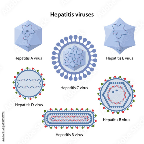 Hepatitis viruses of liver. Structure of hepatitis A, B, C, D, E viruses. Vector illustration in flat style isolated over white background.