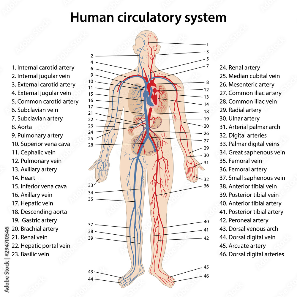 human circulatory system diagram labeled basic