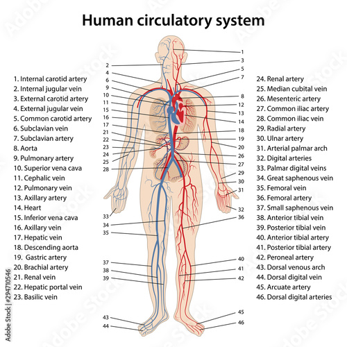 Human circulatory system. Diagram of circulatory system with main parts labeled. Vector illustration of great and small circles of blood circulation.