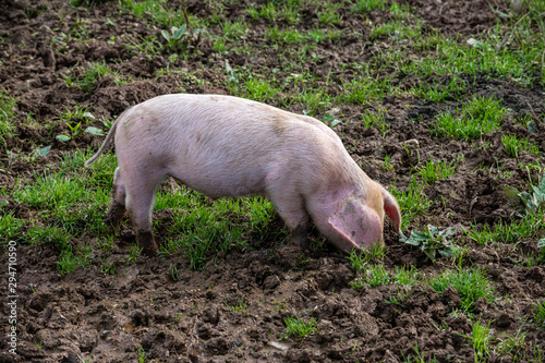 Piglet looking for food and playing in the mud © Nathaniel