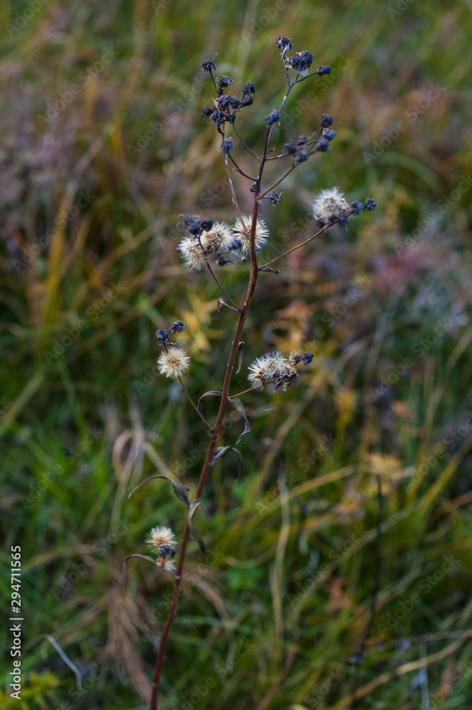 Autumn flowers and grasses. Dry autumn plants Autumn flowers and grasses. Dry autumn plants