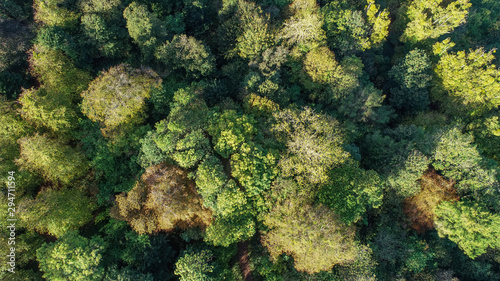 Fototapeta Naklejka Na Ścianę i Meble -  An aerial shot of various types of woodland trees by drone