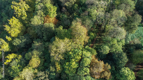 An aerial shot of various types of woodland trees by drone