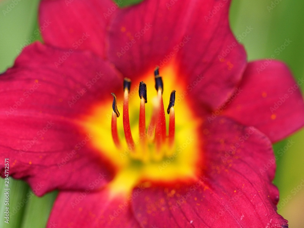 lily lily