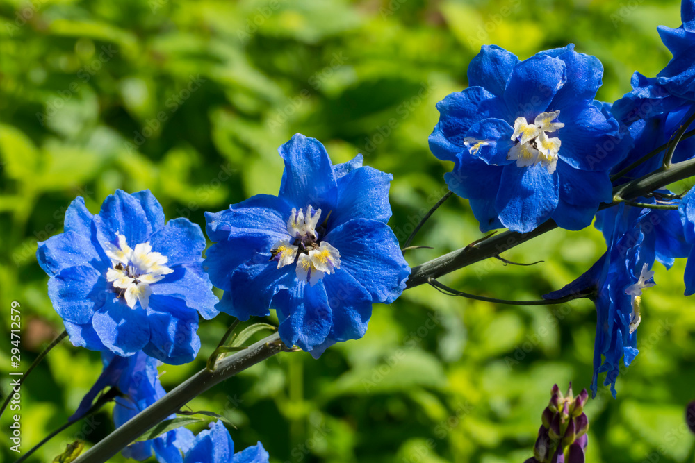 blau lila Rittersporn Blüte Rispe im Garten
