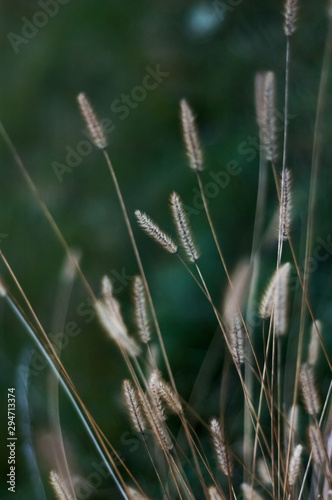 Autumn flowers and grasses. Dry autumn plants