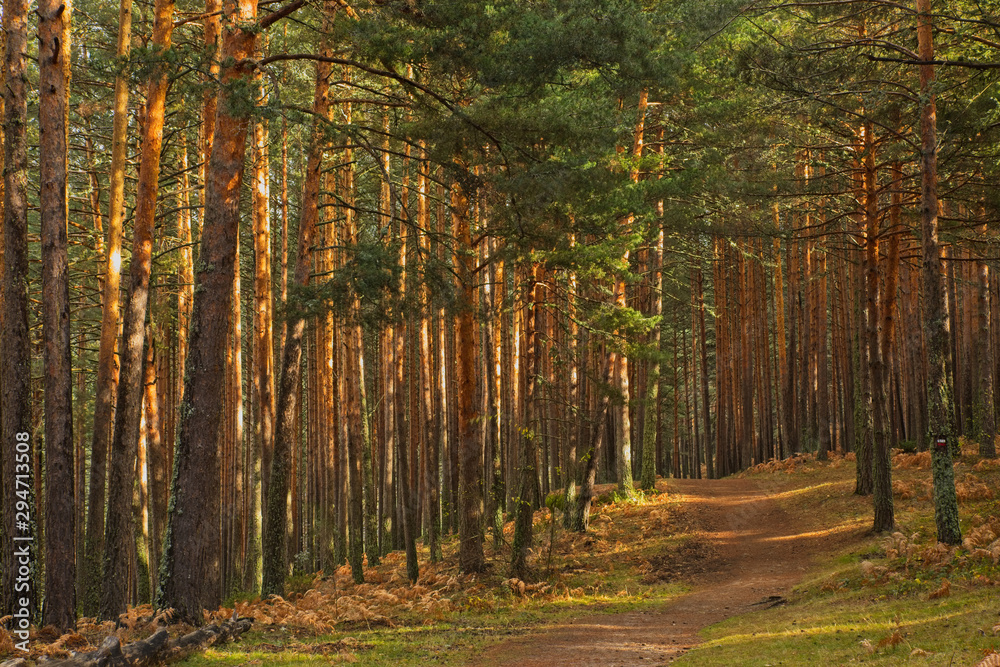Fototapeta premium Road between the pines between light and shadows