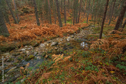 Stream with little water inside the forest in autumn