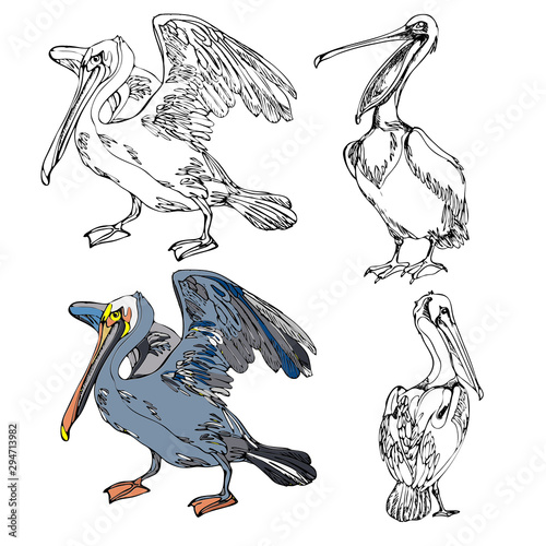 the figure of the Pelican in three poses for painting